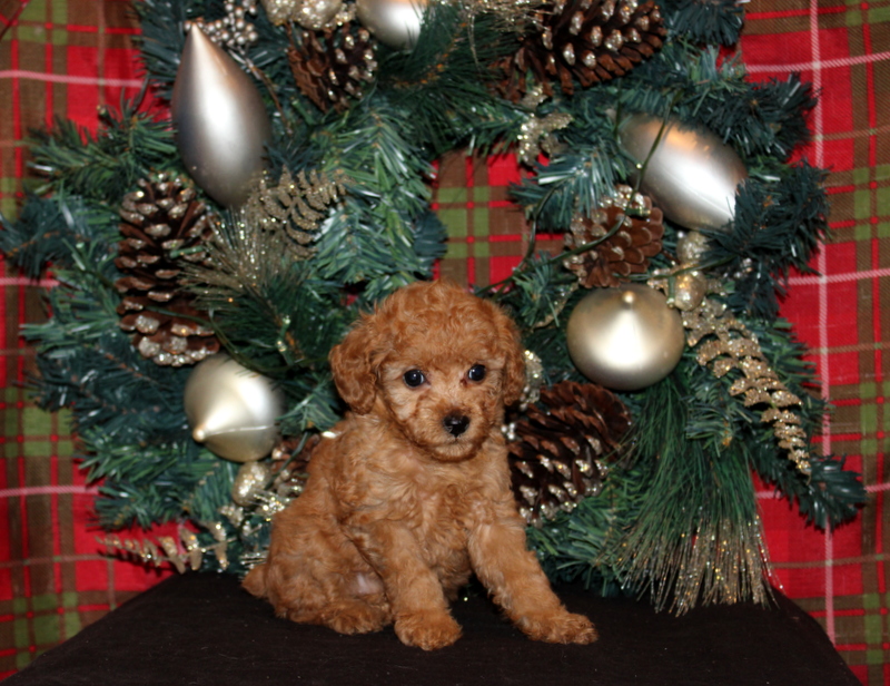 puppy, for, sale, Mini Poodle, Matthew B. Stoltzfus, dog, breeder, Gap, PA, dog-breeder, puppy-for-sale, forsale, nearby, find, puppyfind, locator, puppylocator, aca